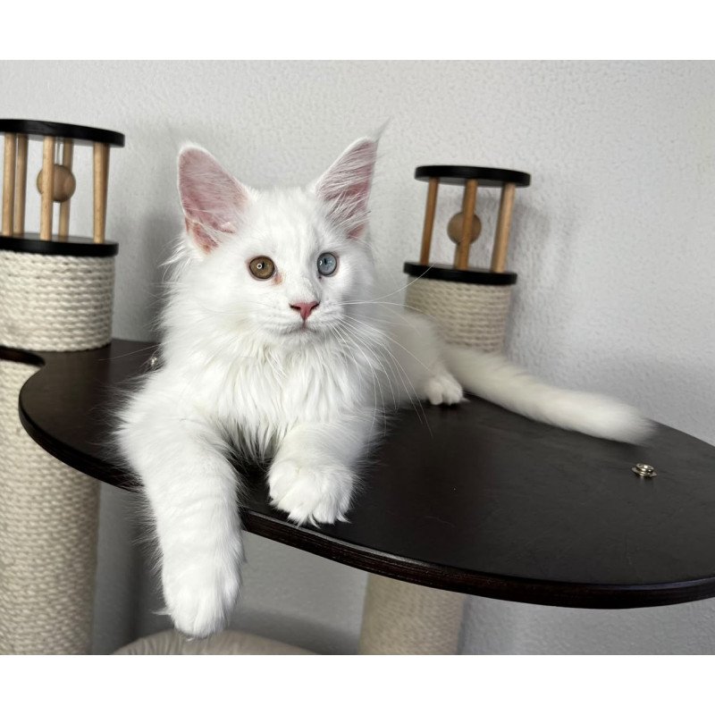 Maine Coon NOV Bentley