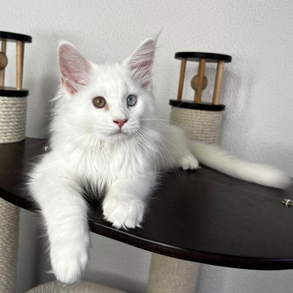 Maine Coon NOV Bentley