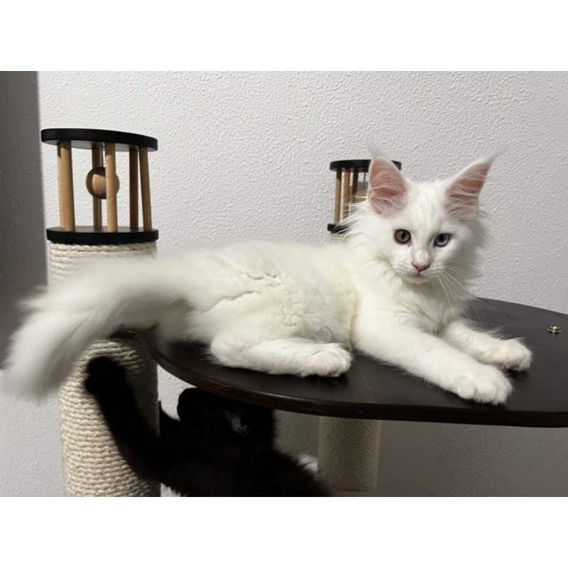 Maine Coon NOV Bella