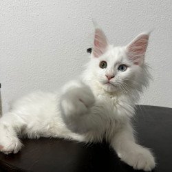 Maine Coon NOV Bella