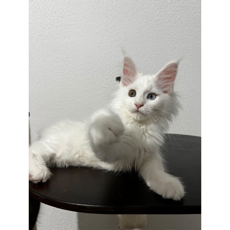 Maine Coon NOV Bella