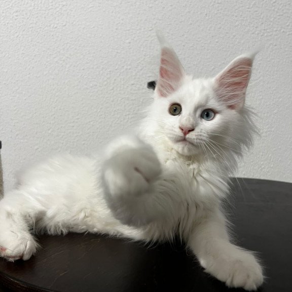 Maine Coon NOV Bella