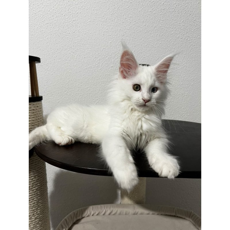 Maine Coon NOV Bella