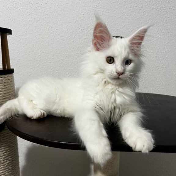Maine Coon NOV Bella