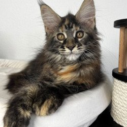 Maine Coon NOV Bernadette