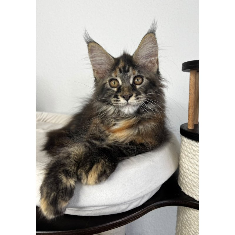 Maine Coon NOV Bernadette