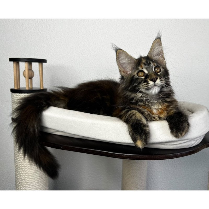 Maine Coon NOV Bernadette