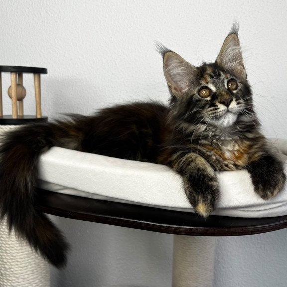 Maine Coon NOV Bernadette