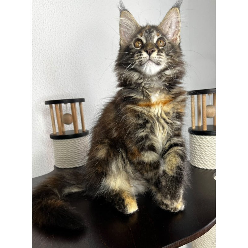 Maine Coon NOV Bernadette