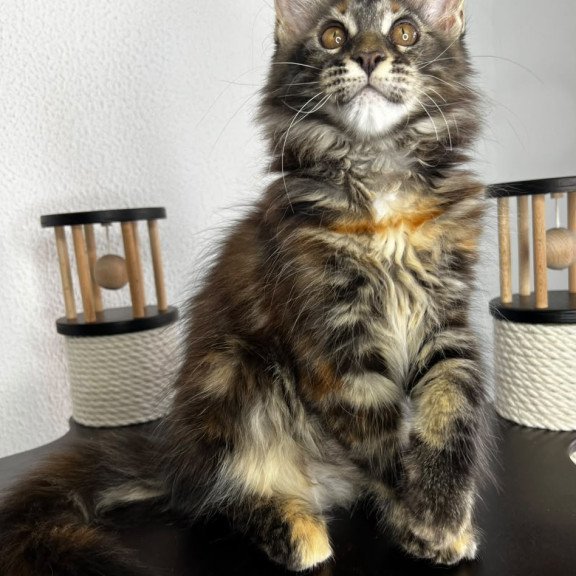 Maine Coon NOV Bernadette