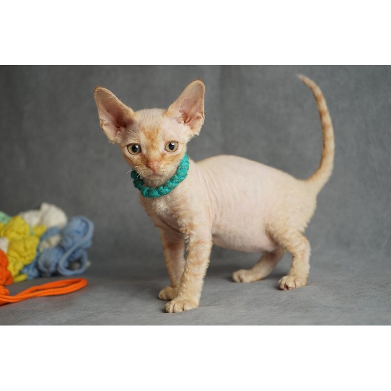 Devon Rex NOV Pikachu