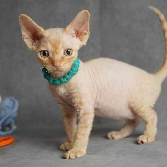 Devon Rex NOV Pikachu