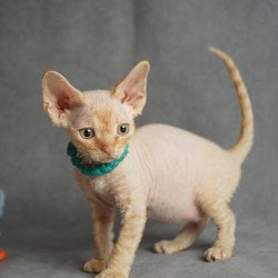 Devon Rex NOV Pikachu