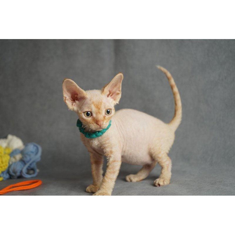 Devon Rex NOV Pikachu
