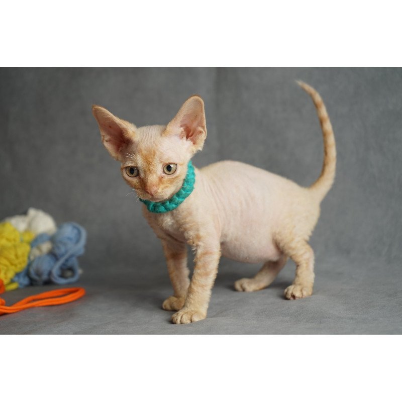 Devon Rex NOV Pikachu
