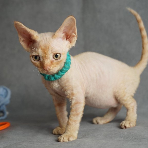 Devon Rex NOV Pikachu