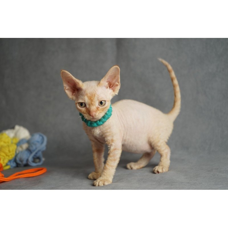 Devon Rex NOV Pikachu