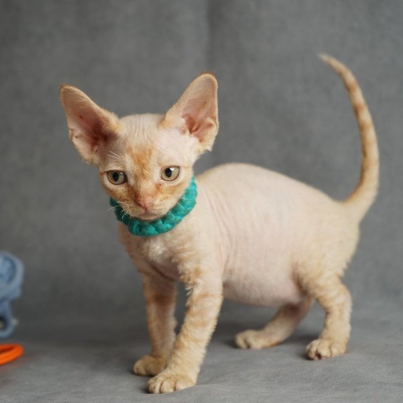 Devon Rex NOV Pikachu