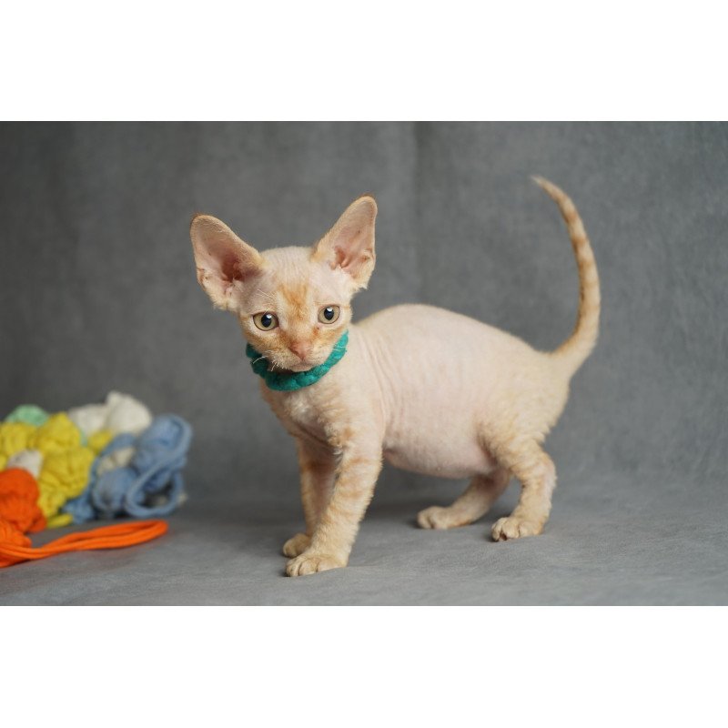 Devon Rex NOV Pikachu