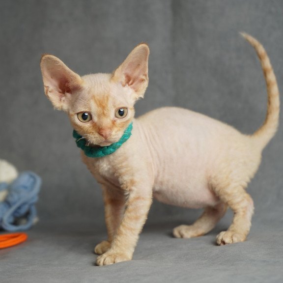 Devon Rex NOV Pikachu