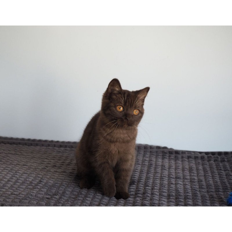 British Olivia2