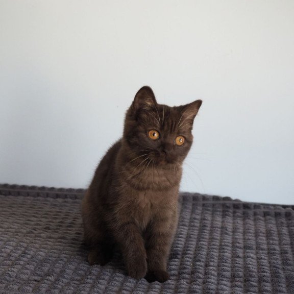 British Olivia2