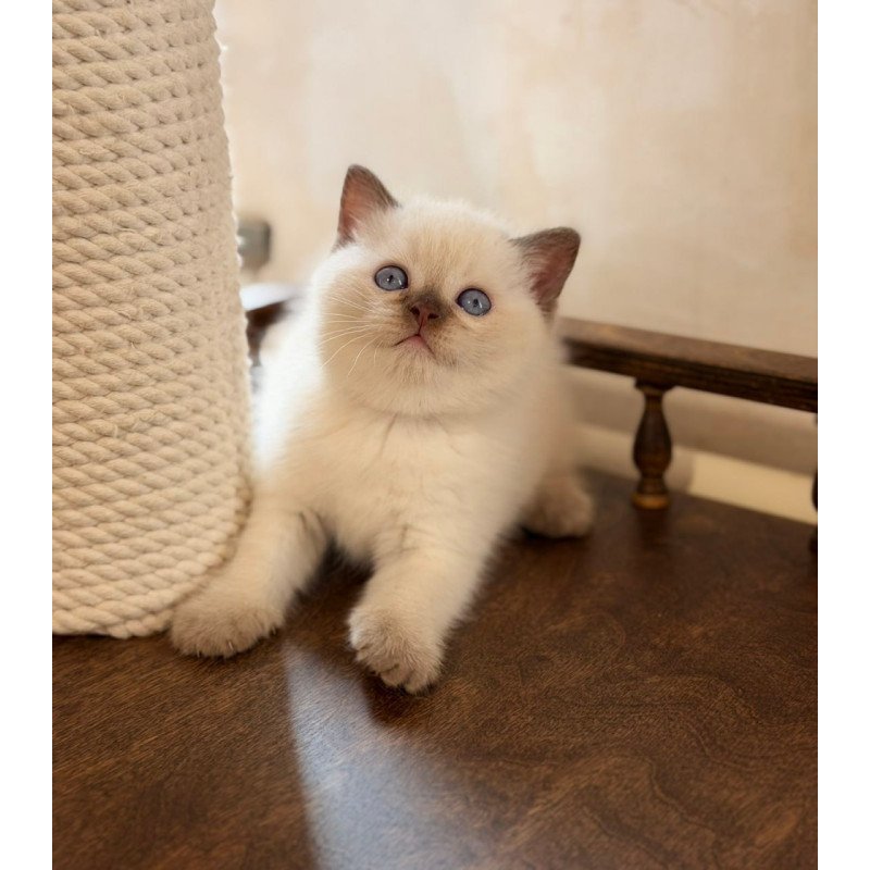 British Statham