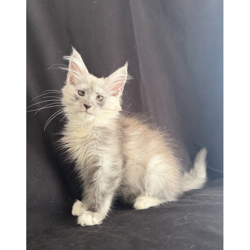 Maine Coon EZ Afina