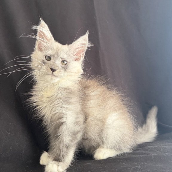 Maine Coon EZ Afina