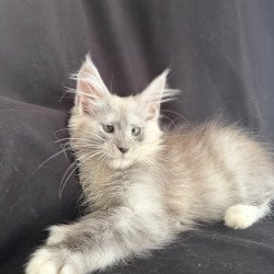 Maine Coon EZ Afina