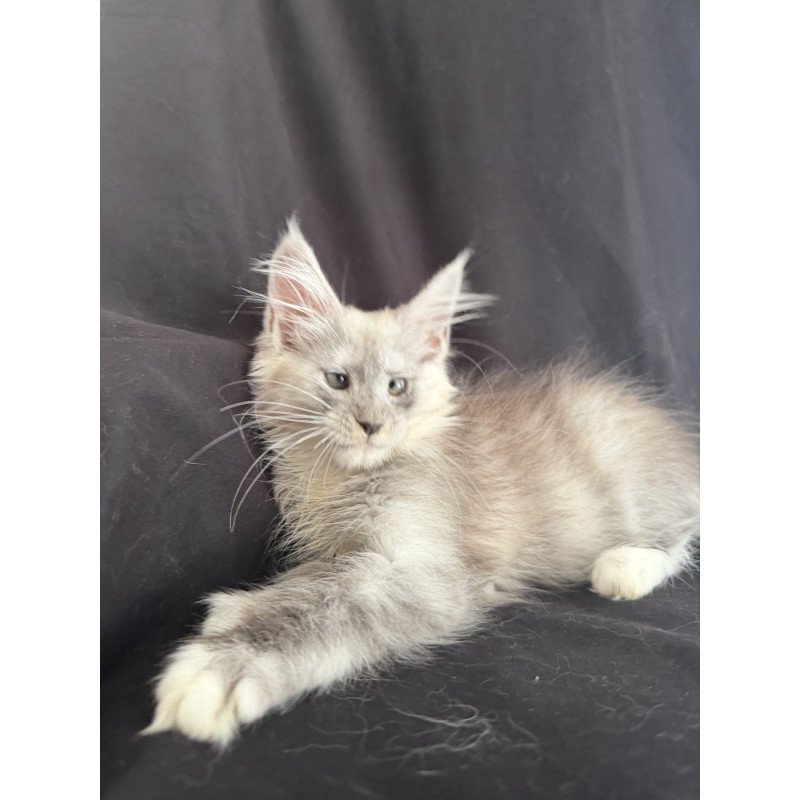 Maine Coon EZ Afina