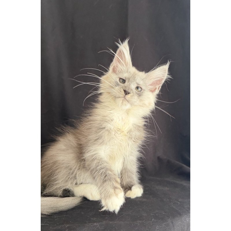 Maine Coon EZ Afina