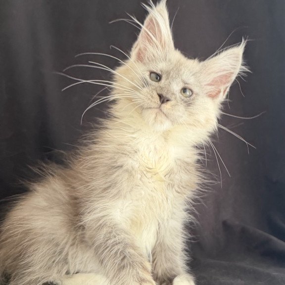 Maine Coon EZ Afina