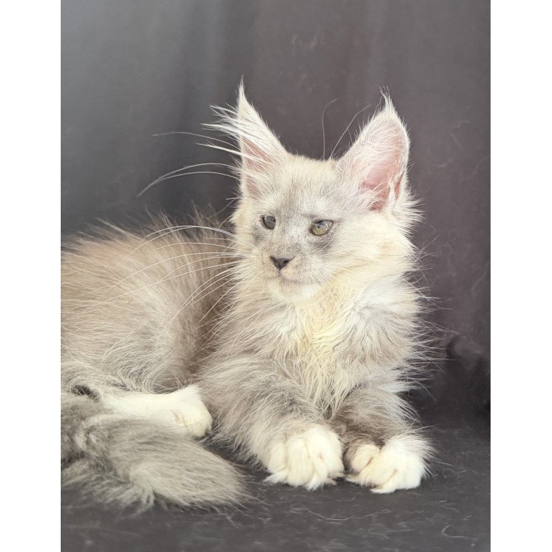 Maine Coon EZ Afina
