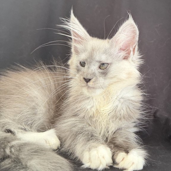 Maine Coon EZ Afina