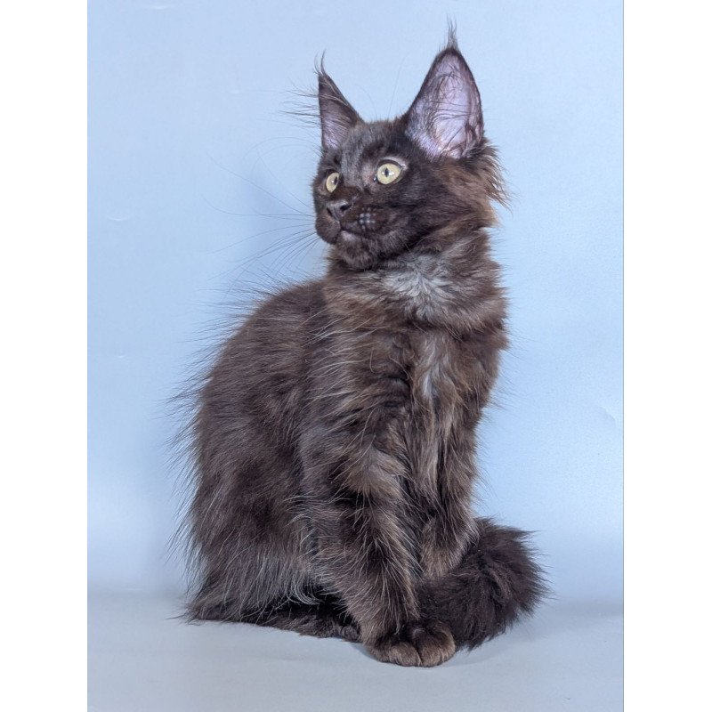 Maine Coon EZ Karat