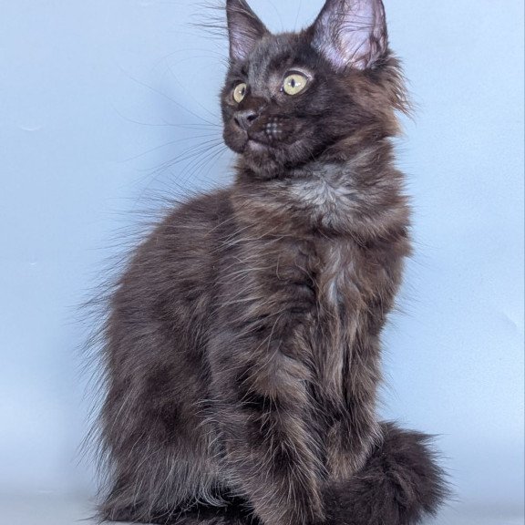Maine Coon EZ Karat