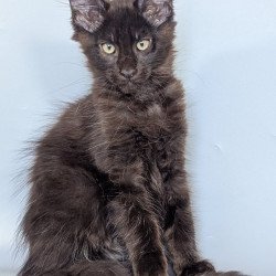 Maine Coon EZ Karat