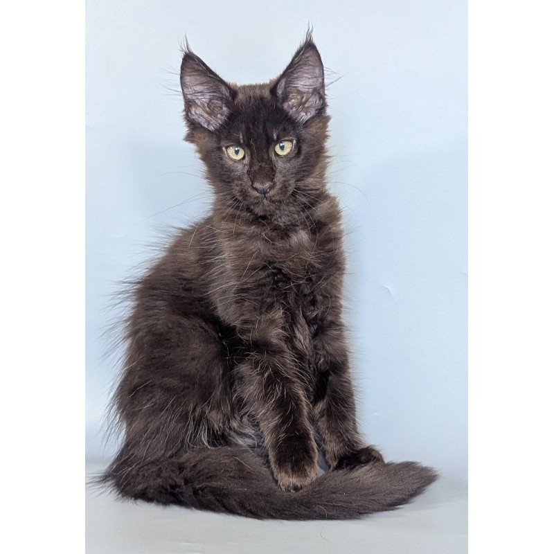 Maine Coon EZ Karat