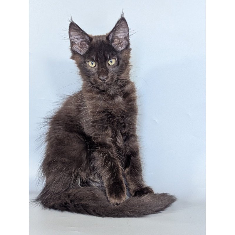Maine Coon EZ Karat
