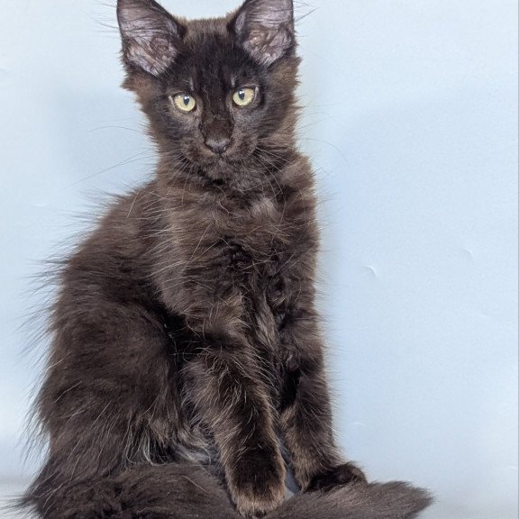 Maine Coon EZ Karat