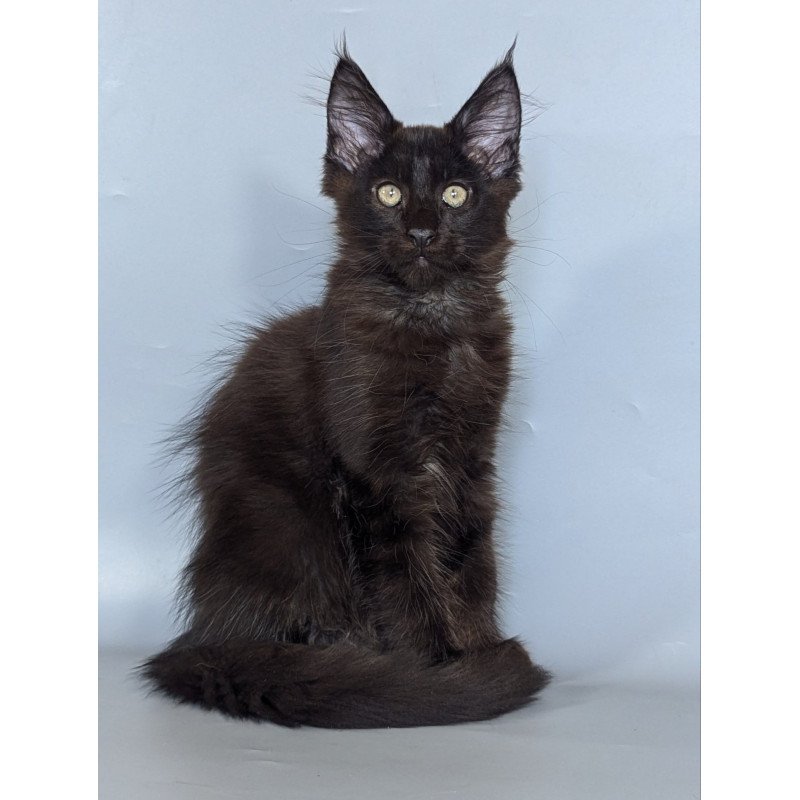 Maine Coon EZ Karat