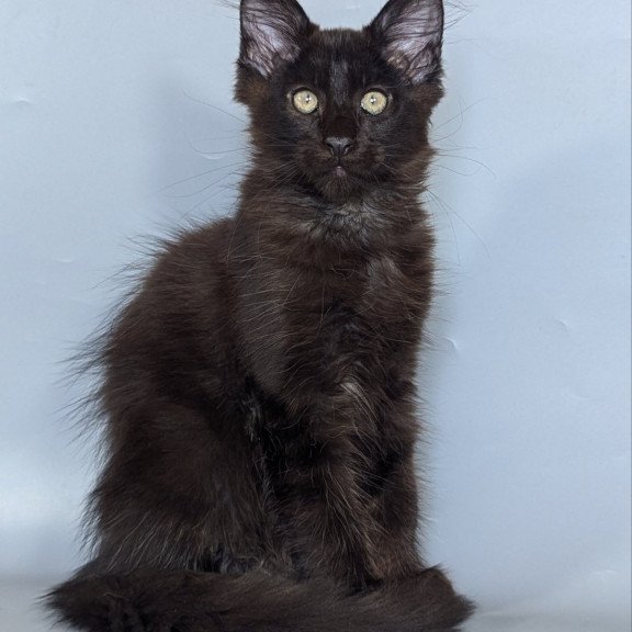 Maine Coon EZ Karat