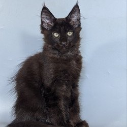 Maine Coon EZ Karat