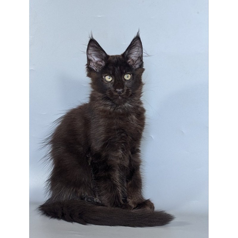 Maine Coon EZ Karat
