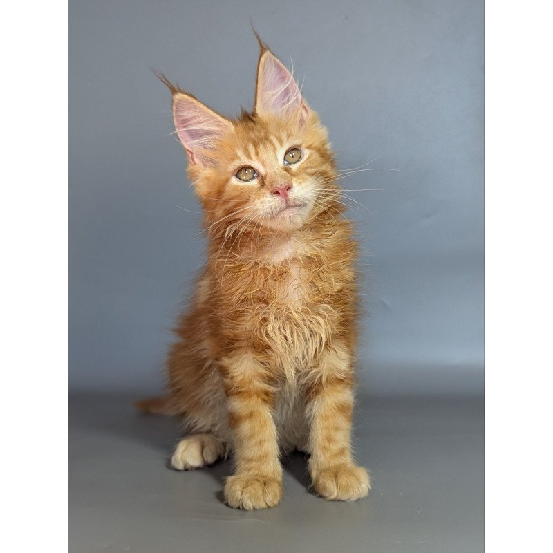 Maine Coon EZ Lion