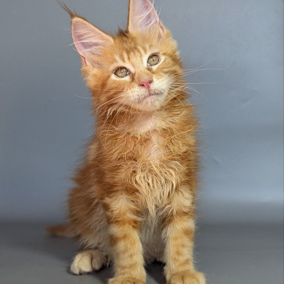 Maine Coon EZ Lion