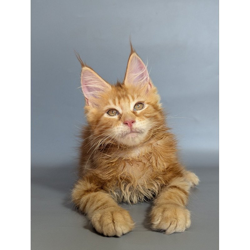 Maine Coon EZ Lion