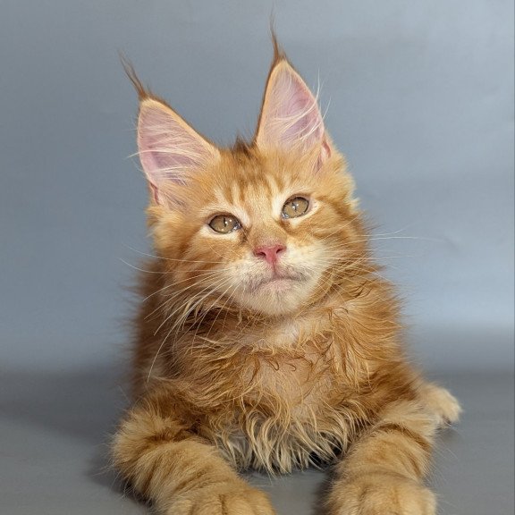 Maine Coon EZ Lion
