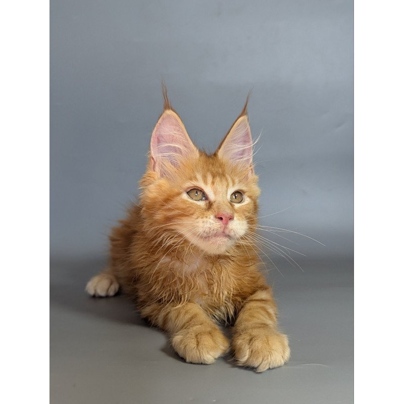 Maine Coon EZ Lion